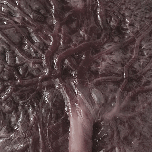 Placenta Pills Placenta Pills